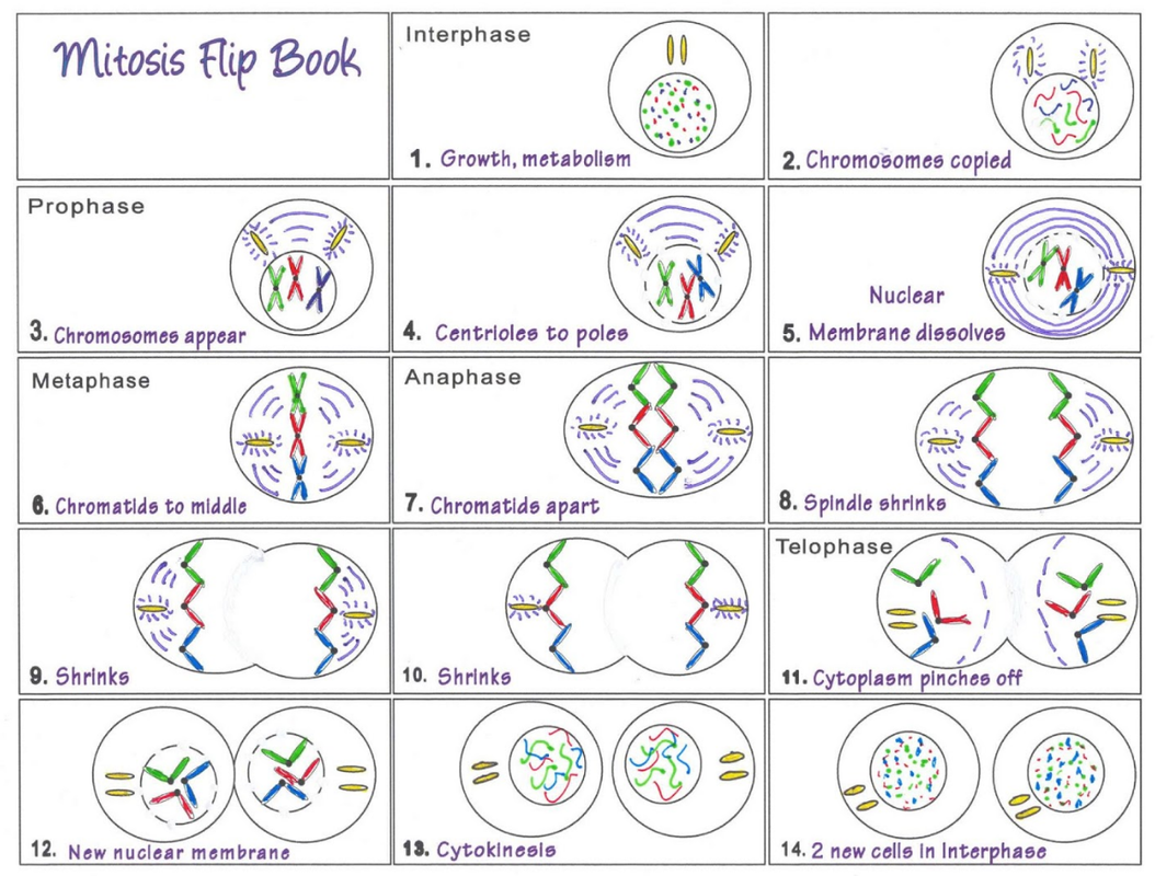 mitosis flip book template